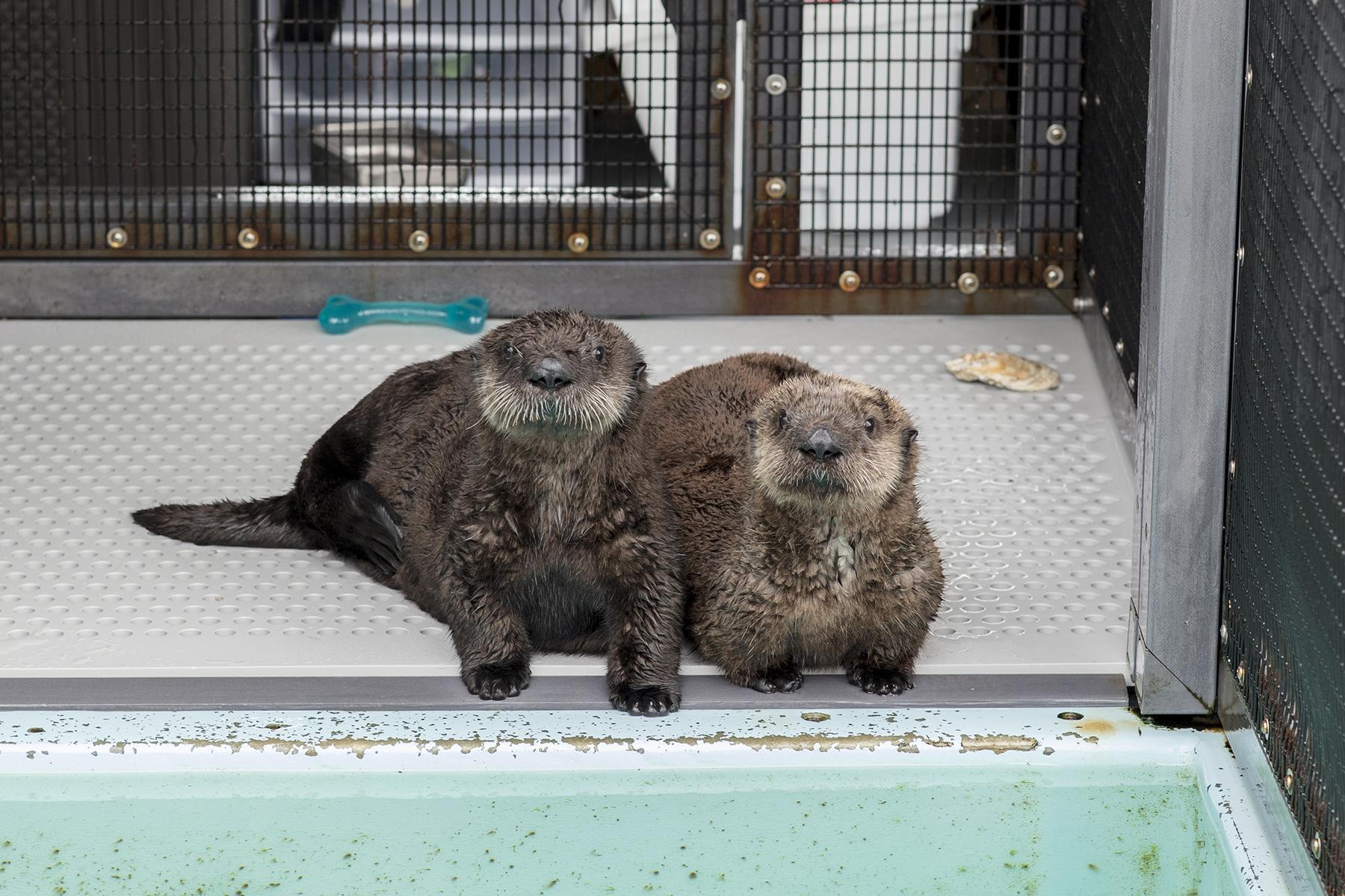 Shedd Aquarium Takes In Pair of Orphaned Sea Otter Pups | Chicago News